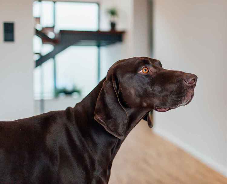 Fenix im Dienste Ihrer Majest&auml;t